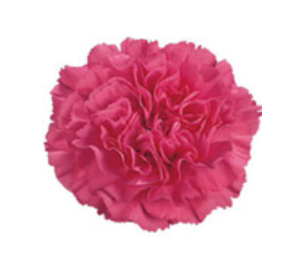 Carnation - Agnese (Dark Pink)