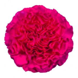 Carnation - Dejavu (Dark Pink)