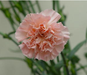 Carnation - Light Pink Candy