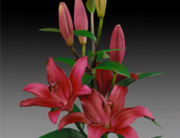 Lily Asiatic - Batisero (Dark Pink)