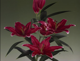 Lily Oriental - Cobra (Dark Pink)