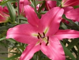 Lily Oriental - Donato (Dark Pink)