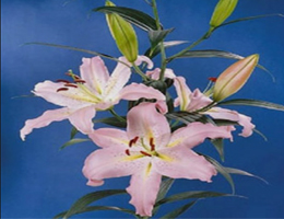 Lily Oriental - Pandora