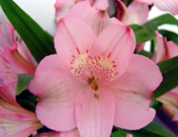 Primadona (Light Pink)