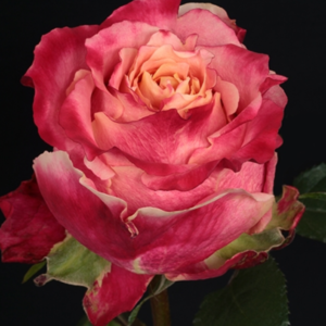 Rose - 3D (Bicolor)