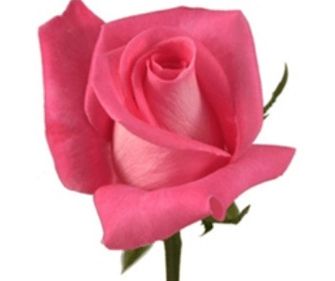 Rose - Attache (Dark Pink)