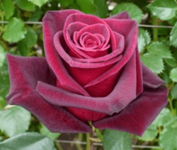 Rose - Black Baccara