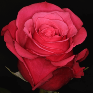 Rose - Cherry O (Dark_Pink)