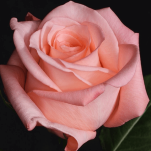 Rose - Engagement