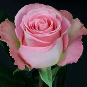 Rose - Hermosa