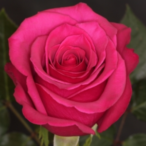 Rose - Hot Princess (Dark Pink)