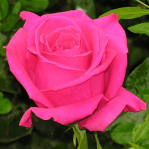 Rose - Kiko (Dark Pink)