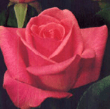 Rose - Orlando (Dark Pink)
