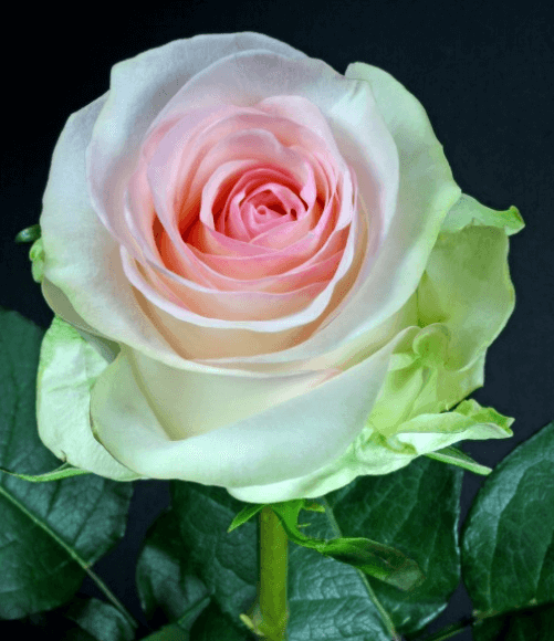 Rose - Senorita