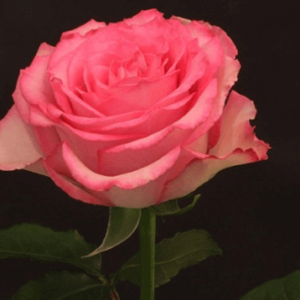 Rose - Sweet Unique