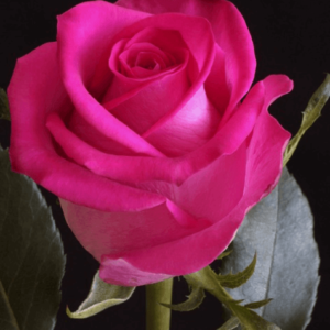 Rose - Topaz (Dark Pink)