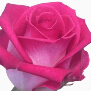 Rose - Verdi (Dark Pink)