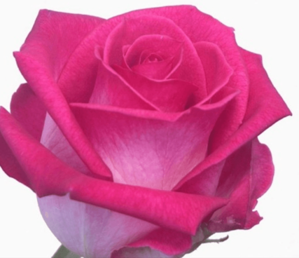 Rose - Verdi (Dark Pink)