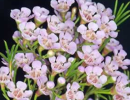Waxflower - Light Pink