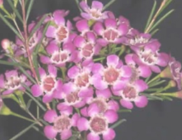 Waxflower - Violet (Dark Pink)