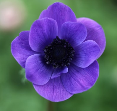 Anemone - Purple