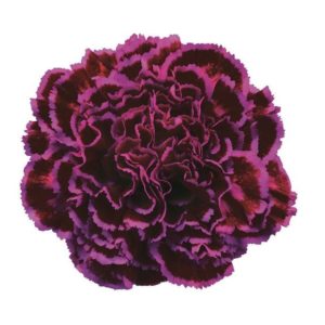 Carnation - Nobbio Violet