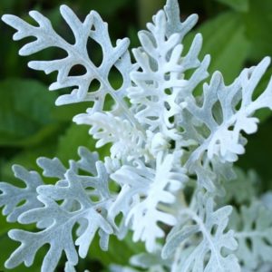 Dusty Miller - Lacey