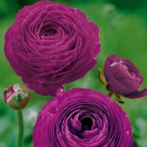 Ranunculus - Purple