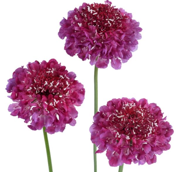 Scabiosa - Hot Pink